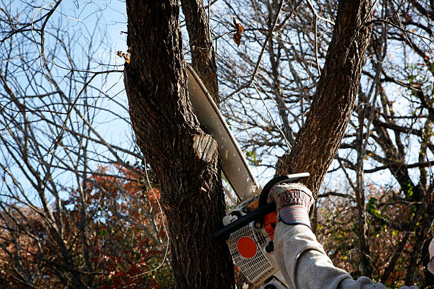 Best Emergency Tree Removal  in Opelika, AL